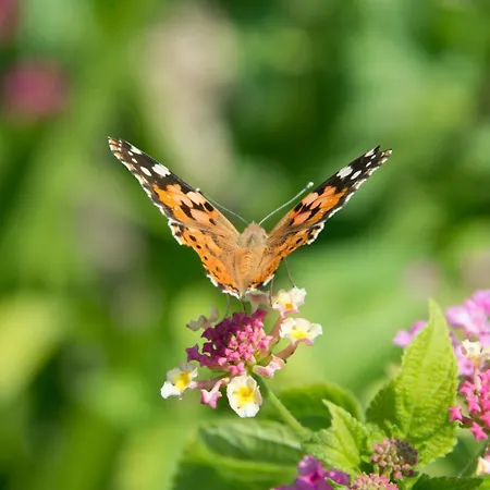 Le Gemelle Boutique 3* Torre Suda